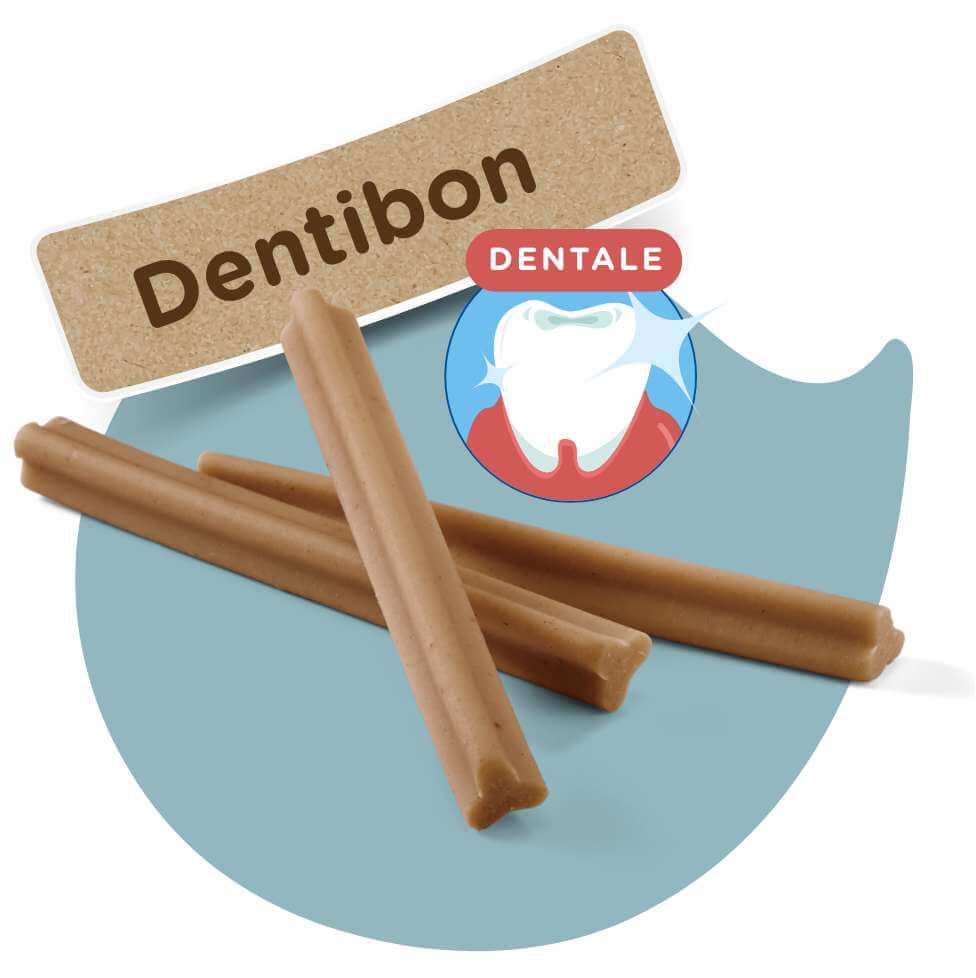 Dentibon